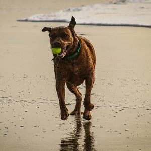 Meet your Posher, Bailey